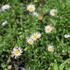 Erigeron karvinskianum 'Lavender Lady'.JPG