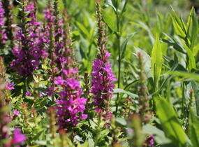 Kyprej vrbice 'Robin' - Lythrum salicaria 'Robin'