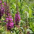 Lythrum salicaria 'Robin'_1.JPG
