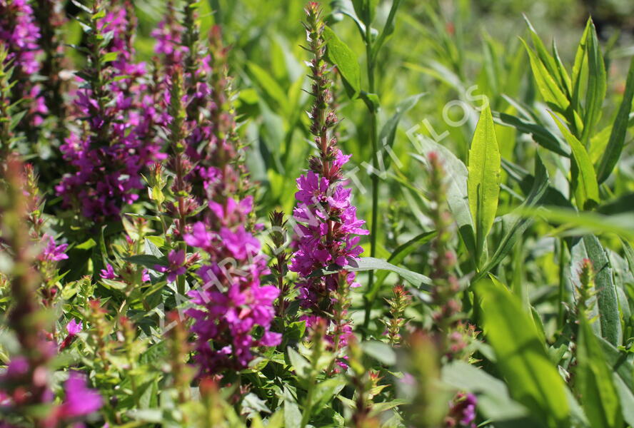 Kyprej vrbice 'Robin' - Lythrum salicaria 'Robin'