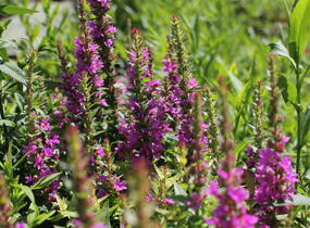 Kyprej vrbice 'Robin' - Lythrum salicaria 'Robin'