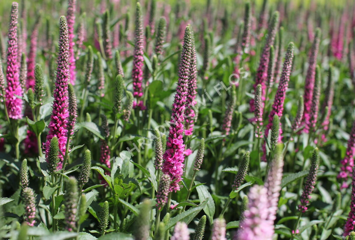 Rozrazil klasnatý 'Candela Hot Pink' - Veronica spicata 'Candela Hot Pink'