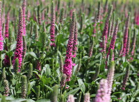 Rozrazil klasnatý 'Candela Hot Pink' - Veronica spicata 'Candela Hot Pink'