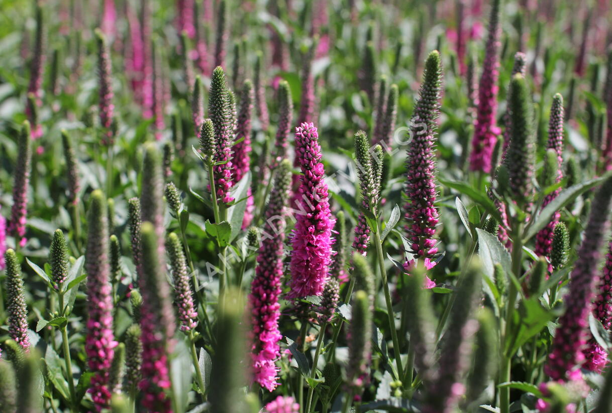 Rozrazil klasnatý 'Candela Hot Pink' - Veronica spicata 'Candela Hot Pink'