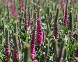 Rozrazil klasnatý 'Candela Hot Pink'