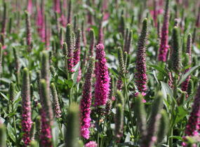 Rozrazil klasnatý 'Candela Hot Pink' - Veronica spicata 'Candela Hot Pink'
