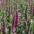 Veronica spicata 'Candela Hot Pink'.JPG