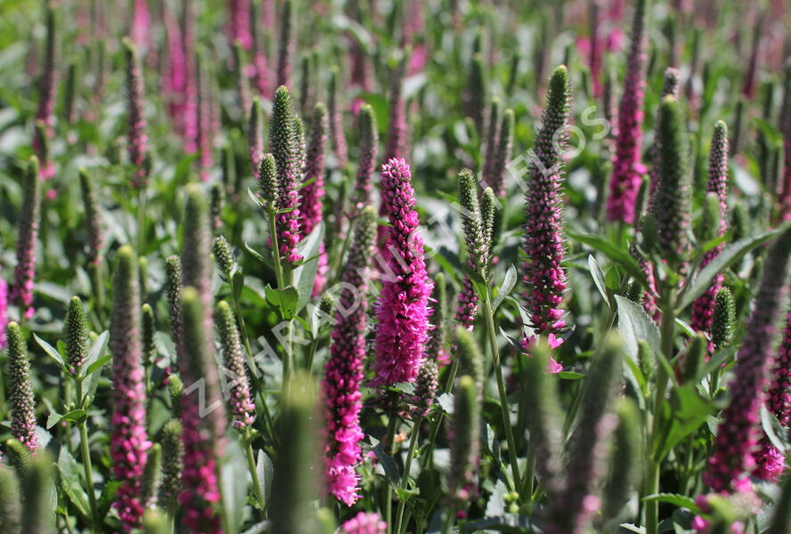 Rozrazil klasnatý 'Candela Hot Pink' - Veronica spicata 'Candela Hot Pink'