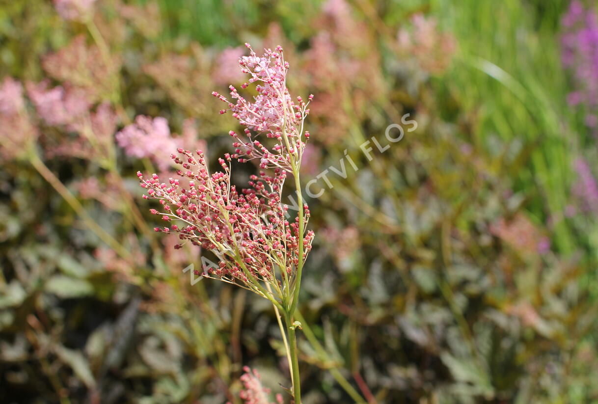 Tužebník 'Venusta Magnifica' - Filipendula rubra 'Venusta Magnifica'
