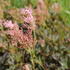 Filipendula rubra 'Venusta Magnifica'.JPG