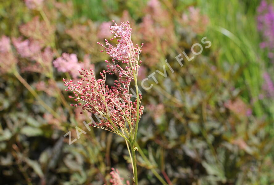 Tužebník 'Venusta Magnifica' - Filipendula rubra 'Venusta Magnifica'