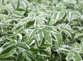 Jirnice 'Touch of Class' - Polemonium reptans 'Touch of Class'