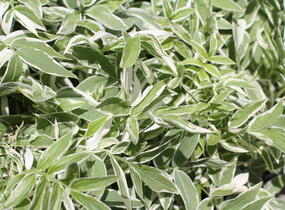 Jirnice 'Touch of Class' - Polemonium reptans 'Touch of Class'