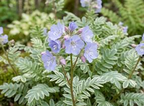 Jirnice 'Touch of Class' - Polemonium reptans 'Touch of Class'