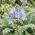 Polemonium reptans 'Touch of Class'.jpg