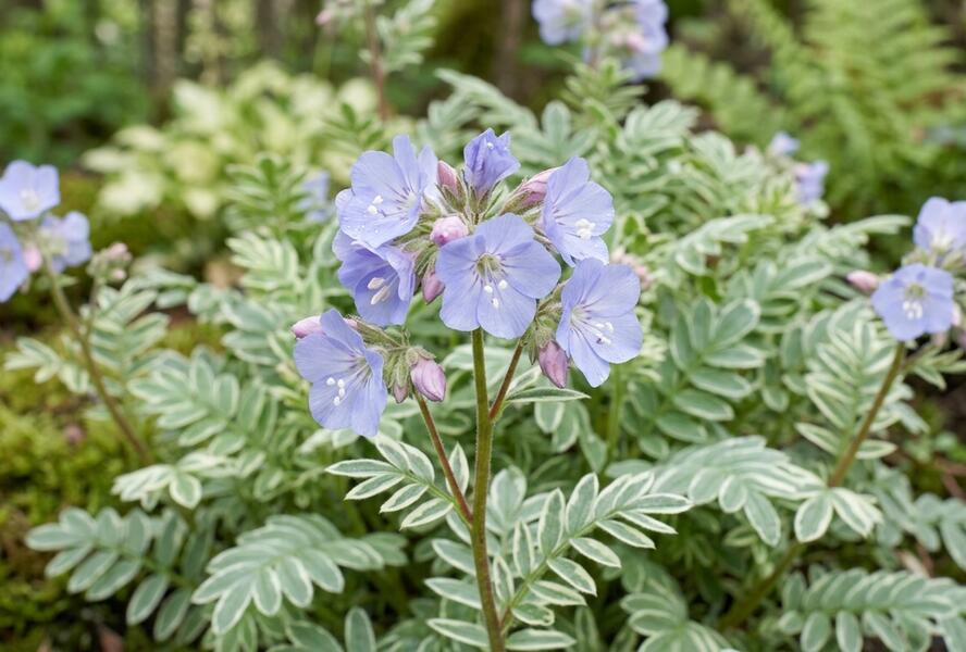 Jirnice 'Touch of Class' - Polemonium reptans 'Touch of Class'