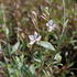 Gaura lindheimeri 'Graceful Blush'.JPG