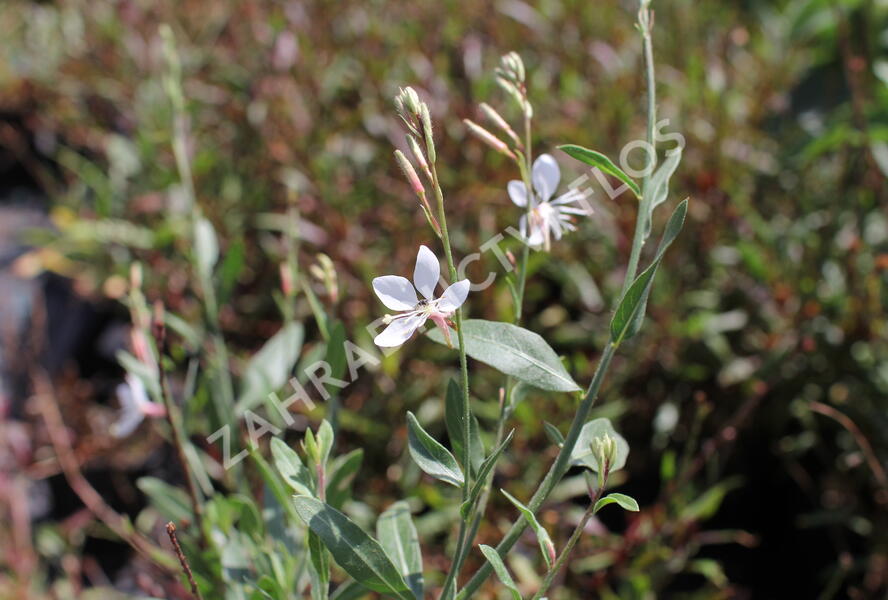 Svíčkovec 'Graceful Blush' - Gaura lindheimeri 'Graceful Blush'