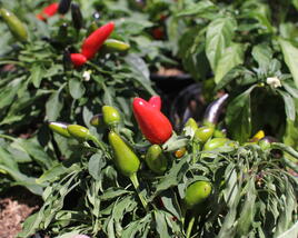 Paprika chilli okrasná 'Yvona'