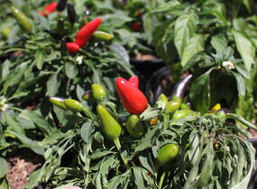 Paprika chilli okrasná 'Yvona' - Capsicum annuum 'Yvona'