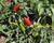 Paprika chilli okrasná 'Yvona'