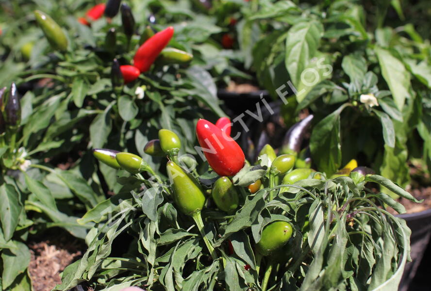 Paprika chilli okrasná 'Yvona' - Capsicum annuum 'Yvona'