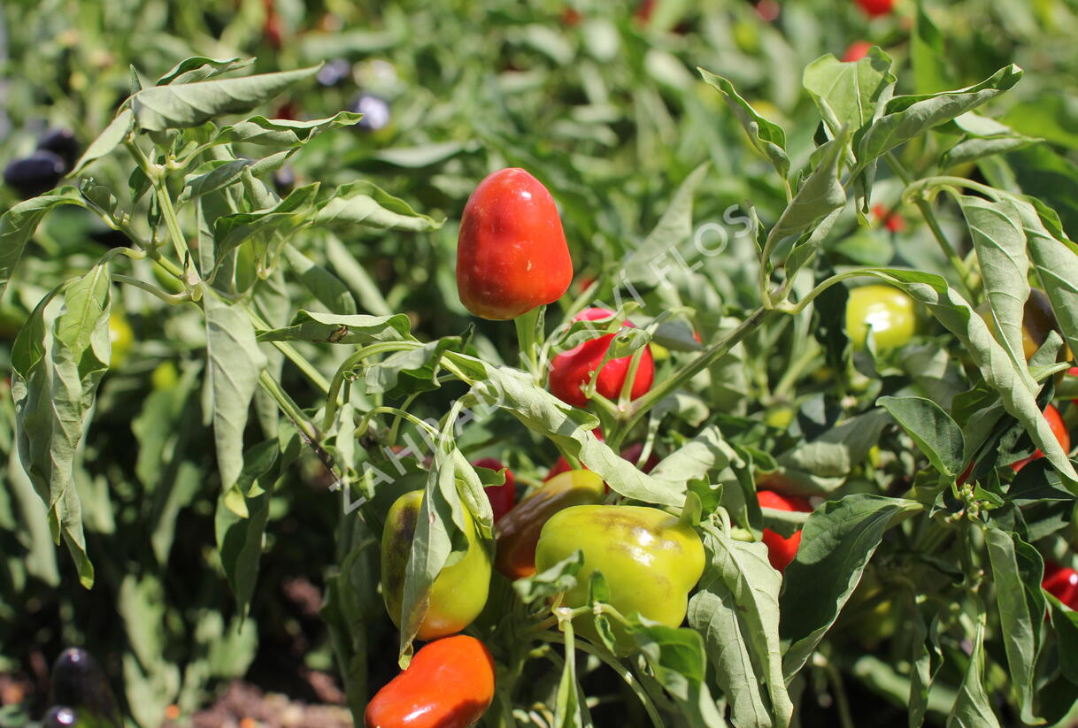Paprika chilli okrasná 'Figura' - Capsicum annuum 'Figura'