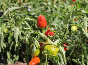 Paprika chilli okrasná 'Figura' - Capsicum annuum 'Figura'