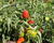 Paprika chilli okrasná 'Figura'