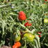 Capsicum annuum 'Figura'.JPG
