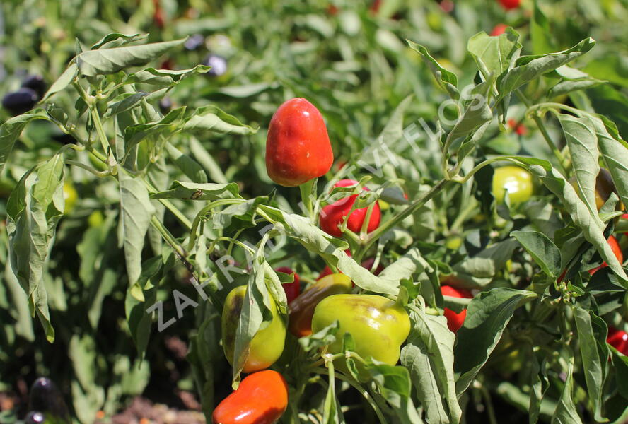 Paprika chilli okrasná 'Figura' - Capsicum annuum 'Figura'