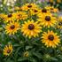 Rudbeckia fulgida 'Little Summer Pearls Yellow'.jpg