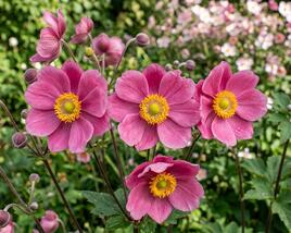 Sasanka hupejská 'Alando Rose'