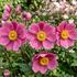 Anemone hupehensis 'Alando Rose'.jpg