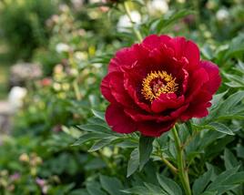 Pivoňka Itoh-hybrid 'Sonoma Velvet Rudy'