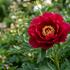 Paeonia Itoh-hybrid 'Sonoma Velvet Rudy'.jpg