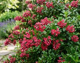 Zábluda 'Red Dream'