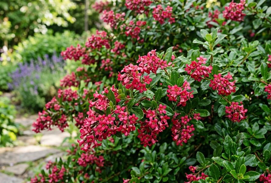 Zábluda 'Red Dream' - Escallonia 'Red Dream'