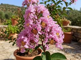 Pukol indický, krepová myrta 'With Love Babe' - Lagerstroemia indica 'With Love Babe'