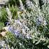 Teucrium fruticans.jpg