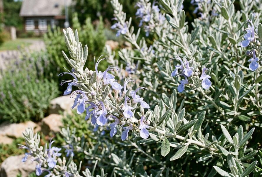 Ožanka křovitá - Teucrium fruticans