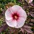Hibiscus moscheutos 'Kopper King'.jpg