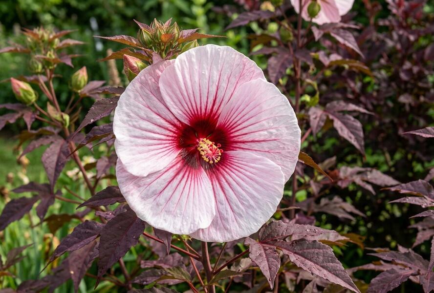 Ibišek bahenní 'Kopper King' - Hibiscus moscheutos 'Kopper King'