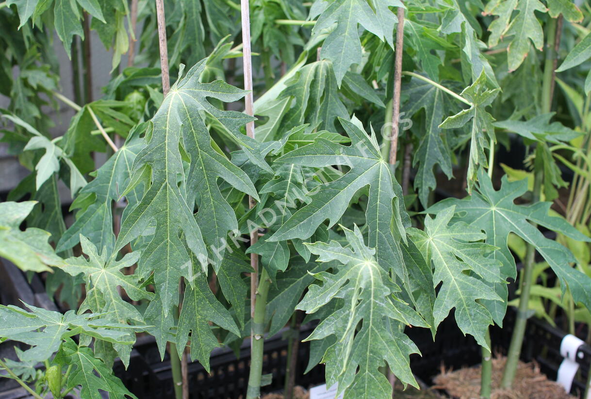Papája obecná 'Sunnybees' - Carica papaya 'Sunnybees'