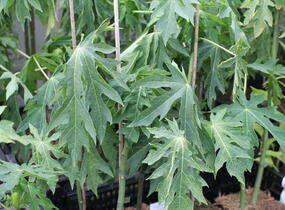 Papája obecná 'Sunnybees' - Carica papaya 'Sunnybees'