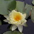 Nymphaea mexicana.JPG