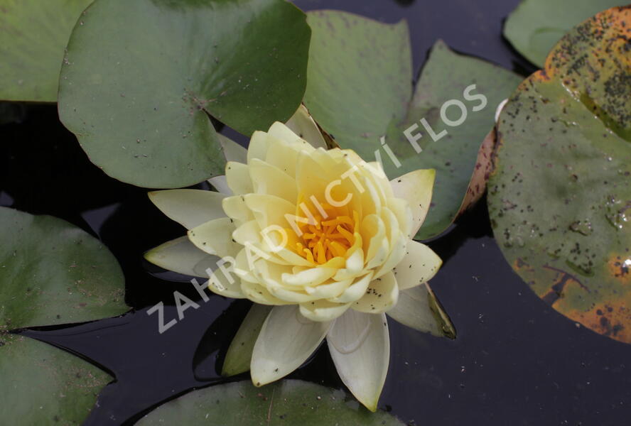 Leknín mexický - Nymphaea mexicana