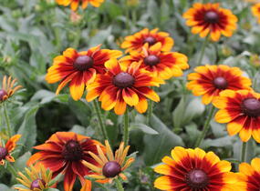 Třapatka 'Summerdaisy's Bronze Bicolor' - Rudbeckia hybrida 'Summerdaisy's Bronze Bicolor'