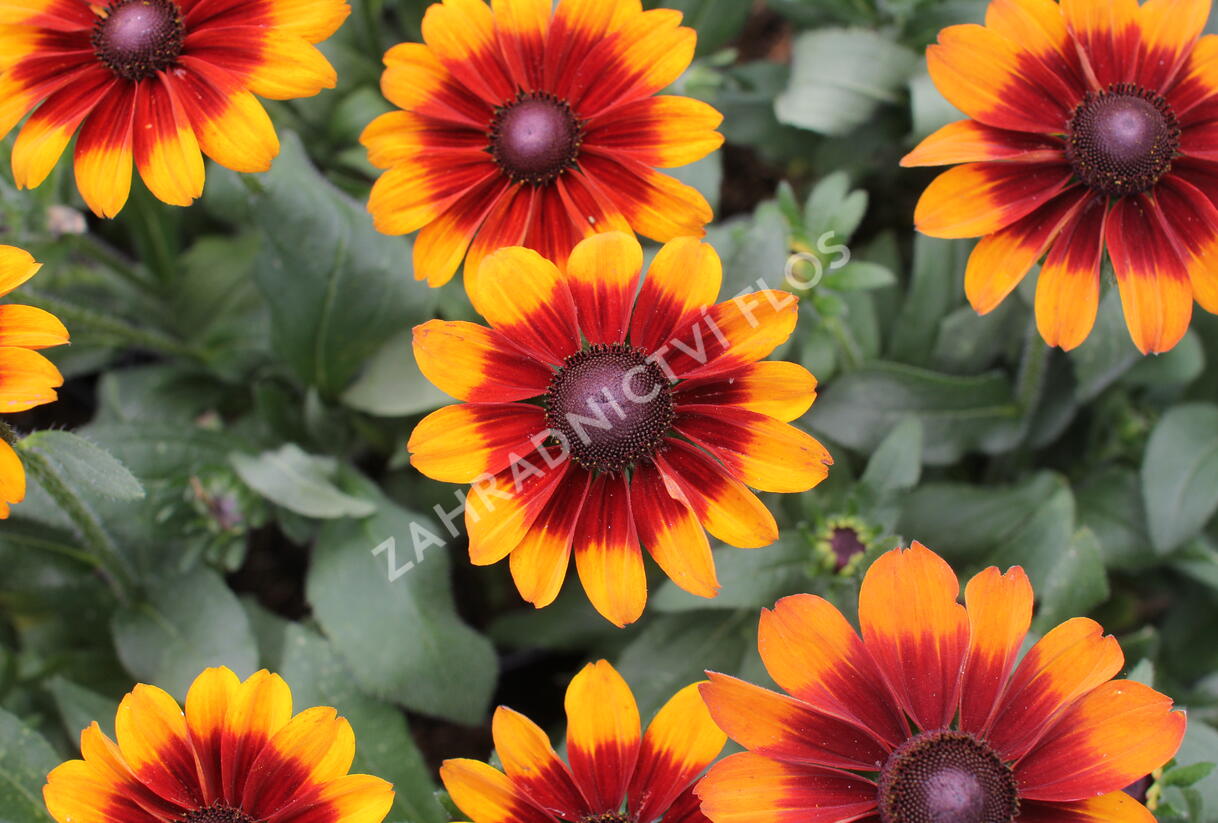 Třapatka 'Summerdaisy's Bronze Bicolor' - Rudbeckia hybrida 'Summerdaisy's Bronze Bicolor'
