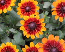 Třapatka 'Summerdaisy's Bronze Bicolor'